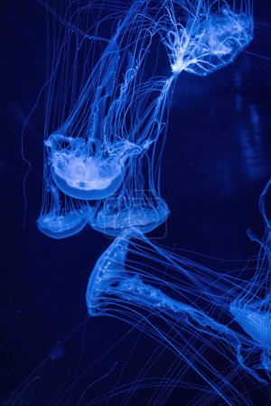 Sea jellyfish with long tentacles