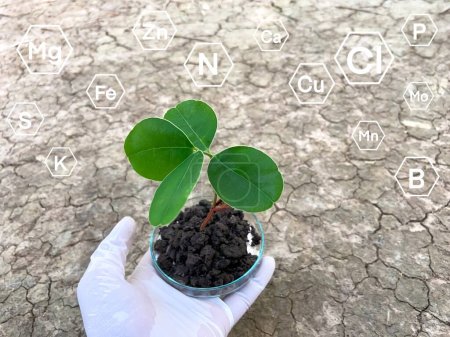 Téléchargez les photos : Engrais chimiques et nutriments dont les plantes ont besoin, Recherche sur le sol et les plantes - en image libre de droit
