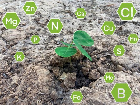 Téléchargez les photos : Engrais chimiques et nutriments dont les plantes ont besoin, Recherche sur le sol et les plantes - en image libre de droit