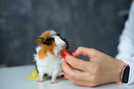 Photo for Trichromatic nice guinea pig sit on table closeup and eat food, selective focus, blurred background. Female hand in smart watch feed hungry little cavy. Look after pets. People and animals. - Royalty Free Image