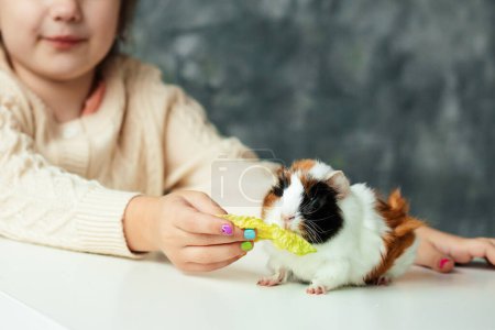 Cute little girl of kindergarten age feed by hand white-orange-black guinea pig sitting on table. Furry cavy eat lettuce. Child play with small animal friend. Look after pets. Love animals.