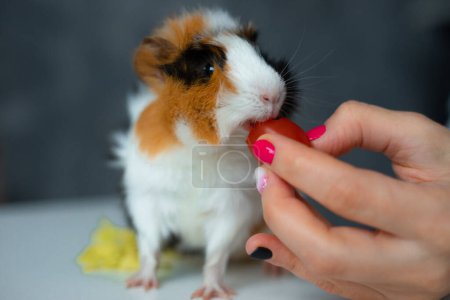 Photo for Close up photo of cute guinea pig eating cherry tomato from cropped woman hand on blurred little girl face background. Feeding pets, domestic animal, obedience and care. Overfed and overweight - Royalty Free Image