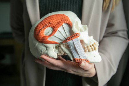 Photo for Cropped photo of woman doctor holding human skull model mannequin in hand with inscriptions temporalis masseter describing head muscles. Maxillofacial surgery, dentistry, anatomy, medical education. - Royalty Free Image