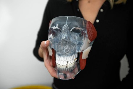 Téléchargez les photos : Photo recadrée de femme médecin tenant démontrant mannequin de crâne humain transparent artificiel avec des muscles colorés dans les mains. Chirurgie maxillofaciale, anatomie, éducation médicale, physiologie. - en image libre de droit