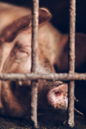 Weaned Piglets are intensely raised in steel cages of old-fashioned pig farms. High quality photo