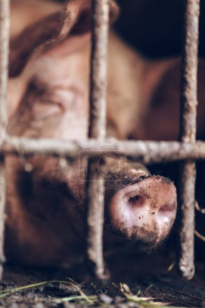 Photo for Weaned Piglets are intensely raised in steel cages of old-fashioned pig farms. High quality photo - Royalty Free Image
