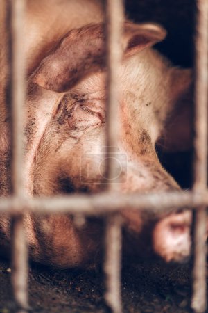 Weaned Piglets are intensely raised in steel cages of old-fashioned pig farms. High quality photo