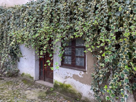 Photo for Old, abandoned house covered in overgrown ivy. Nature reclaiming building. - Royalty Free Image