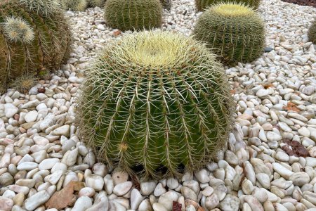 Photo for Barrel cactus growing in white pebbles. - Royalty Free Image