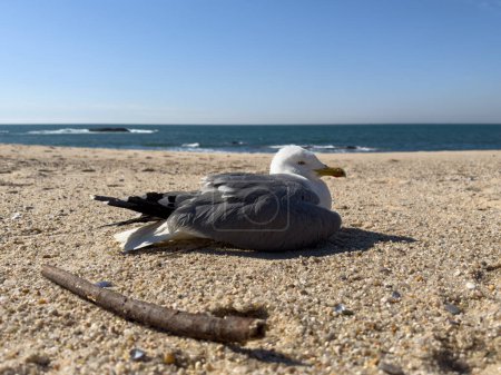 Gaviota con ala lesionada en la playa de Portugal. Océano Atlántico en el fondo. Gaviota europea de arenque.
