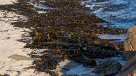 Photo for Oarweed Kelp seaweed washed up on the sandy beach on Atlantic coast of Portugal. - Royalty Free Image