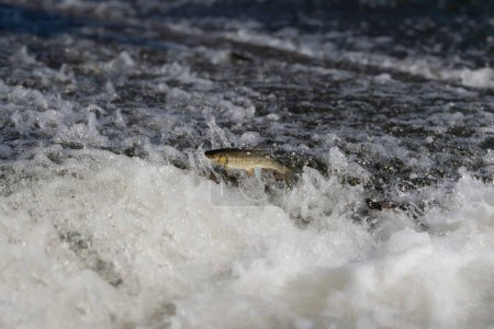 Téléchargez les photos : Poissons sautant de l'eau, essayant de passer au-dessus du barrage dans la rivière à écoulement rapide. Tchoub ibérique. - en image libre de droit