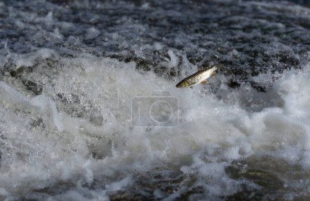 Téléchargez les photos : Poissons sautant hors de l'eau. chub ibérique essayant de passer le barrage dans la rivière à écoulement rapide. - en image libre de droit