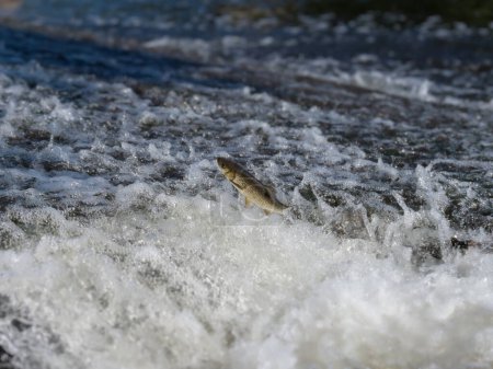 Téléchargez les photos : Poissons sautant de l'eau, essayant de sauter par-dessus le barrage dans la rivière. Tchoub ibérique. - en image libre de droit