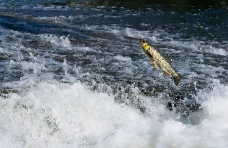 Téléchargez les photos : Poil ibérique. Poissons sautant hors de l'eau, essayant de passer au-dessus du barrage dans la rivière à écoulement rapide. - en image libre de droit