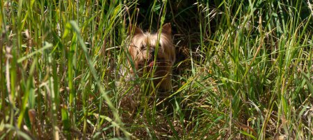 Téléchargez les photos : Yorkshire Terrier chien à l'abri du soleil dans l'herbe longue après avoir joué. - en image libre de droit