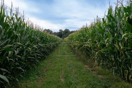 Filas rectas de maíz cultivadas en una granja rural de Portugal
