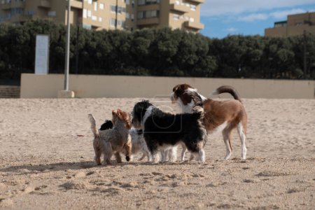 Foto de Group of dogs, Dog friends meeting on beach. - Imagen libre de derechos