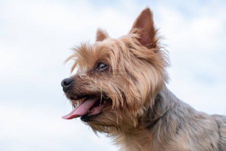 Foto de Happy Yorkshire Terrier dog portrait, panting with tongue out. - Imagen libre de derechos