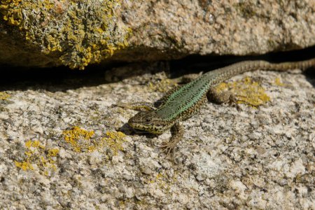 Iberian wall lizard basking in sun on wall in Portugal