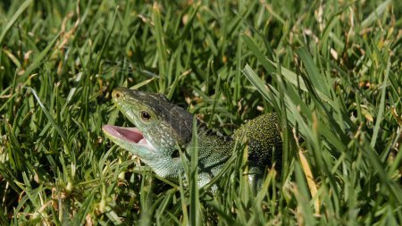 Lagarto Ocelado (Timon lepidus) en la hierba, abriendo la boca reaccionando a una amenaza.