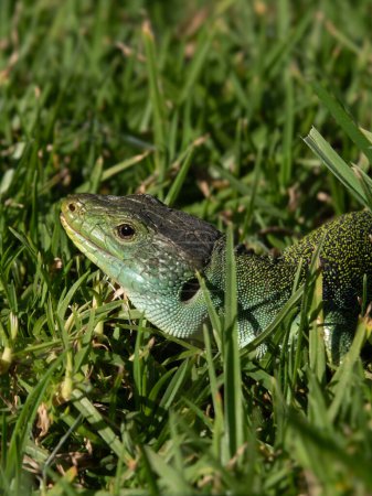 Wild Ocellated Lizard, basking in grass in Portugal