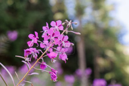 Foto de Chamaenerion fleischeri, anteriormente Epilobium fleischeri, comúnmente conocido como willowherb alpino - Flores rosadas en los Alpes italianos. - Imagen libre de derechos