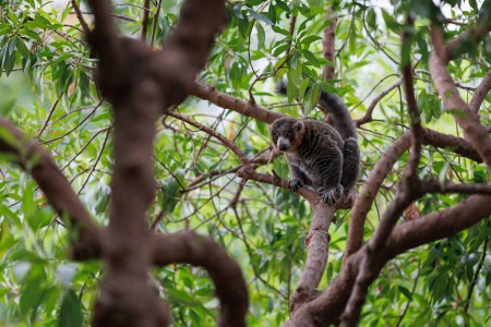 Foto de Lemur with Grey Fur above a Tree Branch. - Imagen libre de derechos