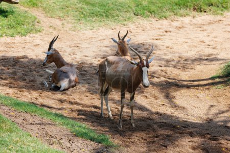 Photo for The Blesbok or Blesbuck, Damaliscus Pygargus Phillipsi, a Subspecies of the Bontebok Antelope - Royalty Free Image