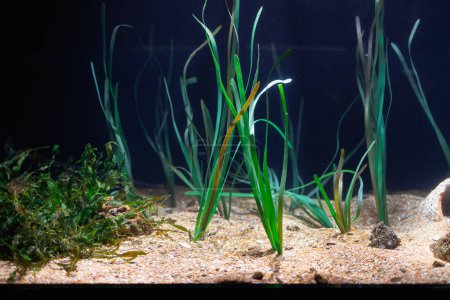 Téléchargez les photos : Algae, Sand and Underwater Plants inside an Aquarium. - en image libre de droit