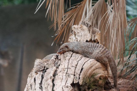 Téléchargez les photos : Dwarf Mongoose dozing above a tree trunk. - en image libre de droit