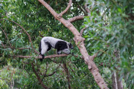 Foto de Lemur with Black and White Fur above a Tree Branch. - Imagen libre de derechos