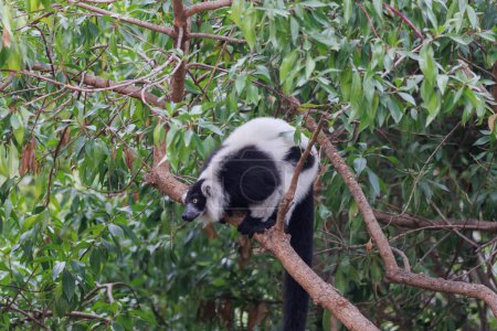 Foto de Lemur with Black and White Fur above a Tree Branch. - Imagen libre de derechos