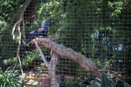 Foto de Western Crowned Pigeon Over a Log inside a Big Cage. - Imagen libre de derechos