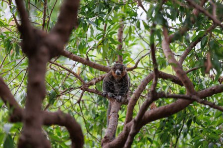 Foto de Lemur with Grey Fur above a Tree Branch. - Imagen libre de derechos