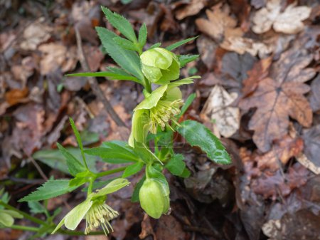 Hellebore o Helleborus, un género de planta perteneciente a la familia Ranunculaceae que acaba de florecer en el bosque.