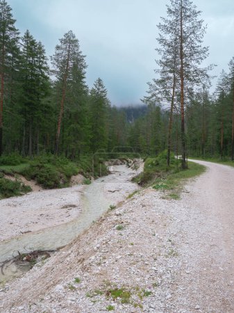 Curso de agua que fluye por una pista de montaña inmersa en bosques en Alpi Mountain Nature Park, Italia.