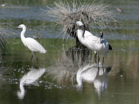 Garza blanca e íbis sagrados africanos, aves zancudas en un pantano.