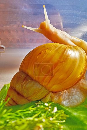large land snails kept as pets in a plastic container. Giant African land snail one of invasive species