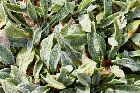 leaves of ornamental plant Stachys byzantina also called Stachys lanata or woolly hedgenettle or Lambs-ear.