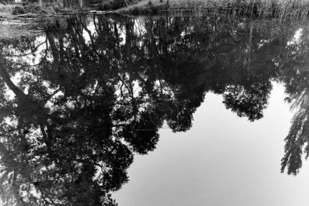 étang avec des rives envahies et le reflet des arbres dans l'eau. Parc national Altyn Emel au Kazakhstan