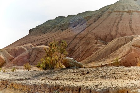 scenic view of haloxylon tree next to a sandstone mountain in Altyn Emel National Park, Kazakhstan