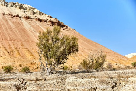 scenic view of haloxylon tree against the background of a red mountain in Altyn Emel National Park, Kazakhstan