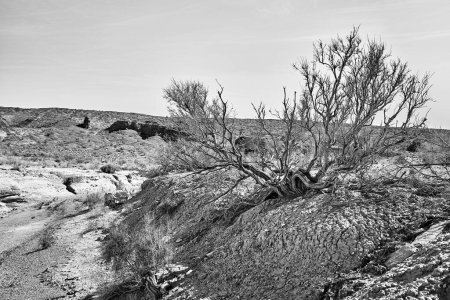 scenic view of haloxylon tree next to a dried-up streambed in Altyn Emel National Park, Kazakhstan. Monochrome photo