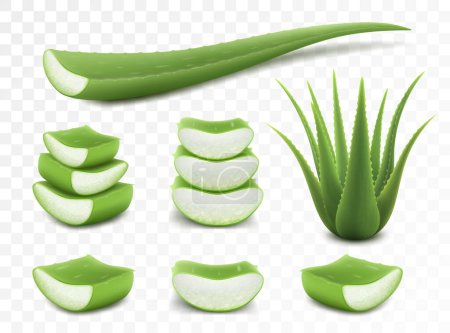 Set of Aloe Vera, realistic green plant, leaves and cut pieces, isolated on transparent background, 3d vector illustration. Template packaging label skin care products design.