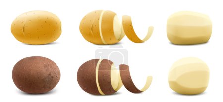 Photo for Set of New Yellow and brown Raw Whole Unpeeled Potato and Peeled Potato with twisted peel. Close up. Isolated on White Background. Realistic 3d Vector illustration - Royalty Free Image