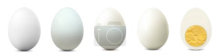 Foto de Huevos de pollo blancos aislados sobre fondo blanco. Texturizado entero, agrietado roto, medio pelado, huevo cocido pelado, huevo duro con yema. Entero, cortado en medio huevo, vista frontal. Vector realista 3d - Imagen libre de derechos