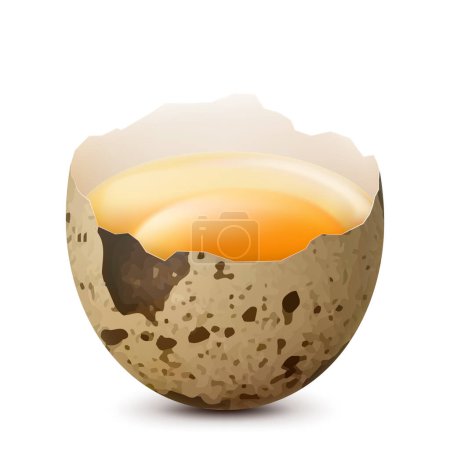 Foto de La mitad de huevo de codorniz roto con una yema aislada sobre un fondo blanco. Huevo de gallina crudo aplastado. Alimento saludable con alto contenido proteico. Ilustración realista del vector 3d - Imagen libre de derechos
