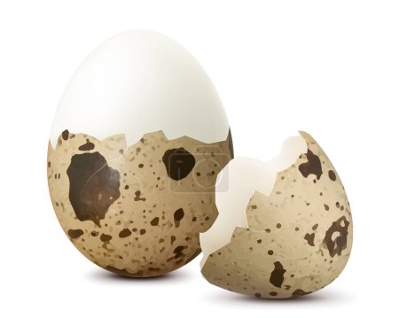 Téléchargez les photos : Œuf de caille frais dur, isolé sur fond blanc. Œuf demi-décortiqué avec coquilles d'œufs. Aliments sains à haute teneur en protéines. Modèle pour les vacances de Pâques. Illustration vectorielle 3D réaliste - en image libre de droit
