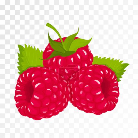 Illustration for Raspberries isolated on transparent background. Natural summer fruit, Flat vector illustration. Ingredient for juices, jams, yogurts, compotes. Mockup for package design - Royalty Free Image